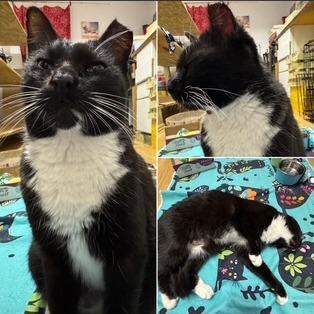 Sugarfoot, Adoptable, Senior Female Domestic Medium Hair.