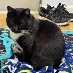 Enlarge Sugarfoot, a Adoptable Domestic Medium Hair in Baytown, TX image 2/4