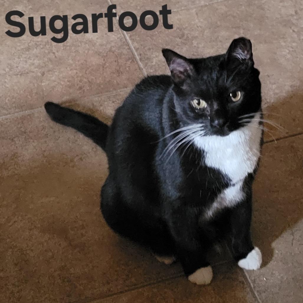Enlarge Sugarfoot, a Adoptable Domestic Medium Hair in Baytown, TX image 3/5