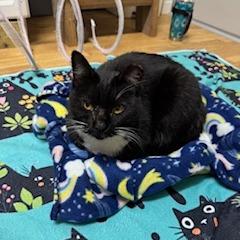 Enlarge Sugarfoot, a Adoptable Domestic Medium Hair in Baytown, TX image 3/4