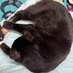 Enlarge Sugarfoot, a Adoptable Domestic Medium Hair in Baytown, TX image 4/4