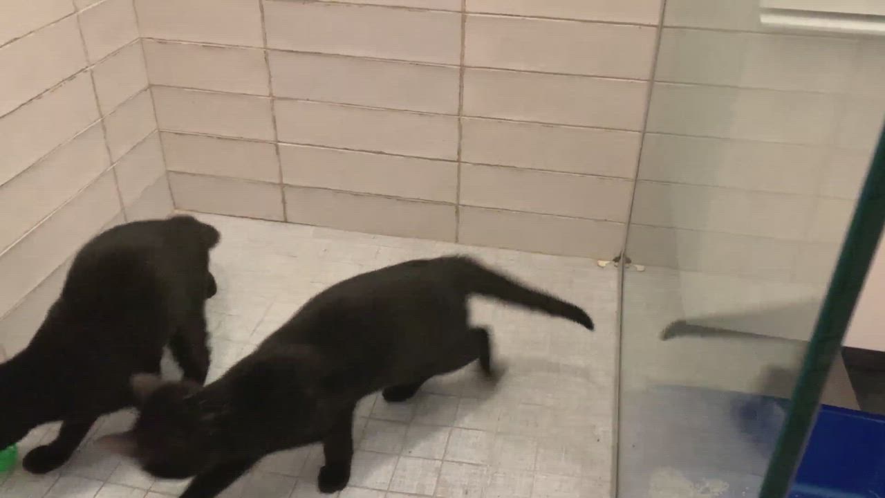 Enlarge Mitzi and Brudder, a Adopted Domestic Short Hair in brooklyn, NY video 1/6