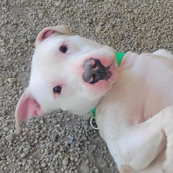 Henry, Young Male Pit Bull Terrier