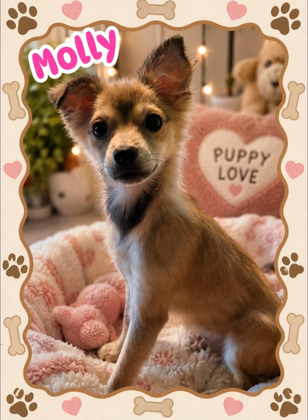 Molly, adopted, Puppy Female Chihuahua.