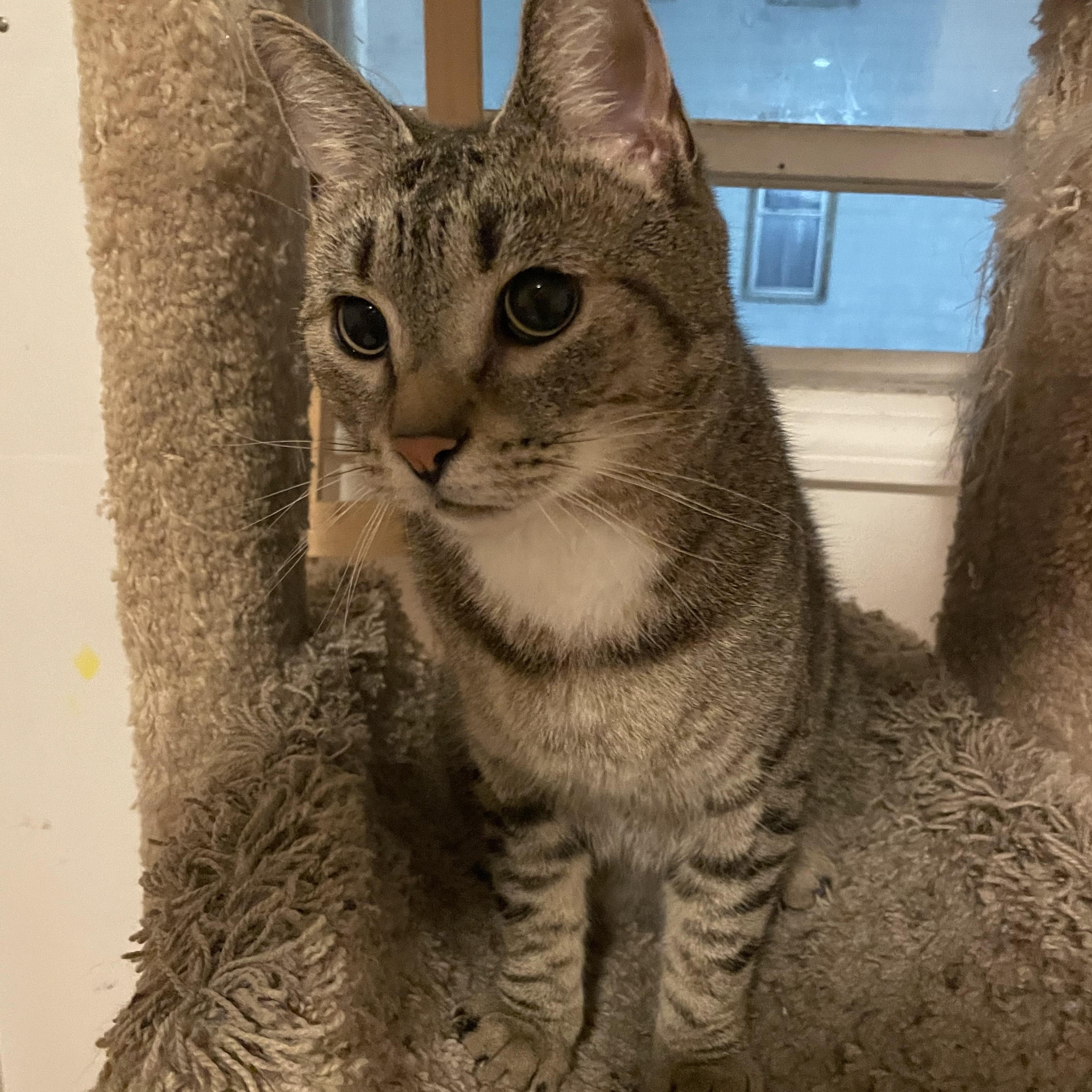 Gouda, Adoptable, Adult Male Domestic Short Hair.