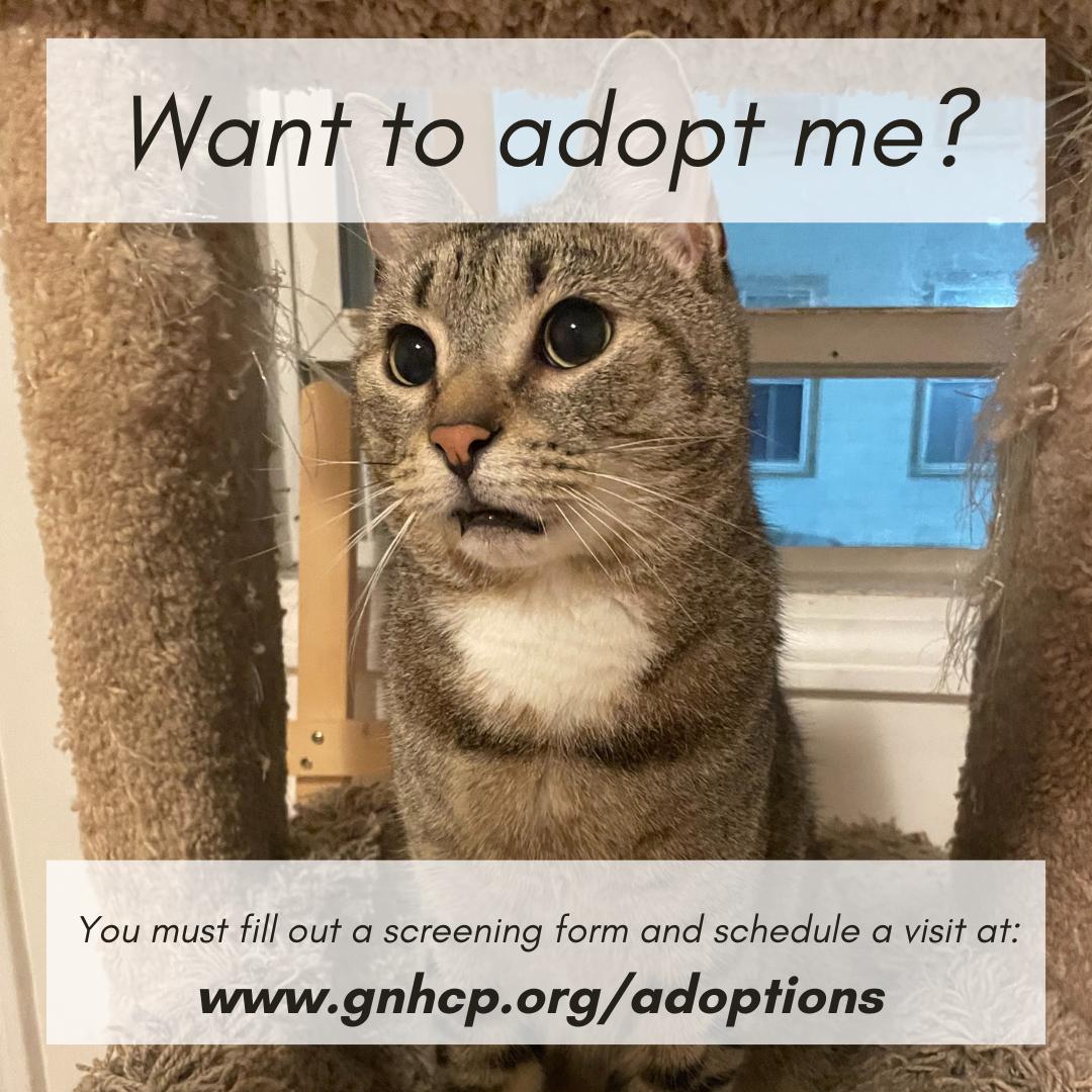 Gouda, a Adoptable Domestic Short Hair in New Haven, CT image 2/4