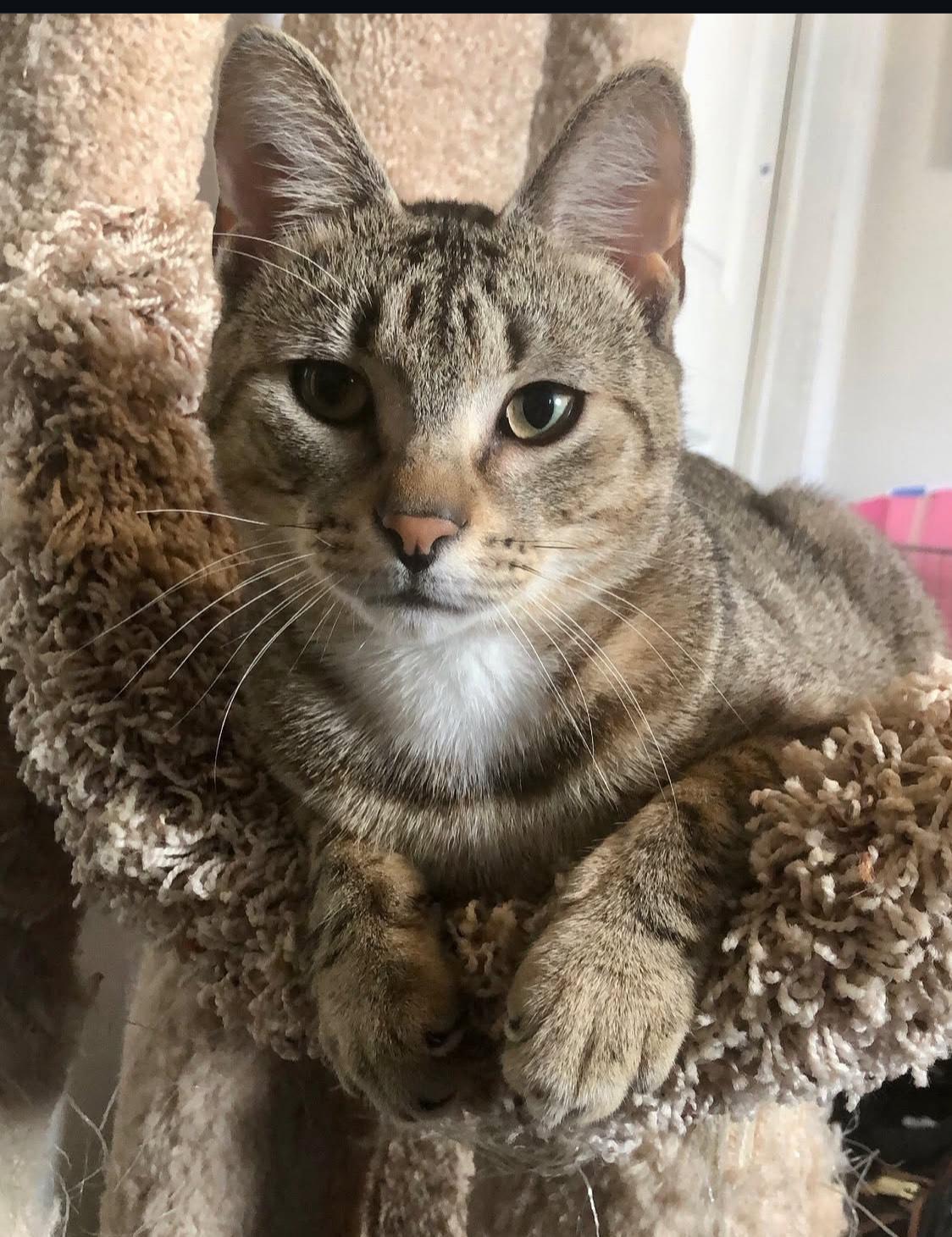 Gouda, a Adoptable Domestic Short Hair in New Haven, CT image 3/4