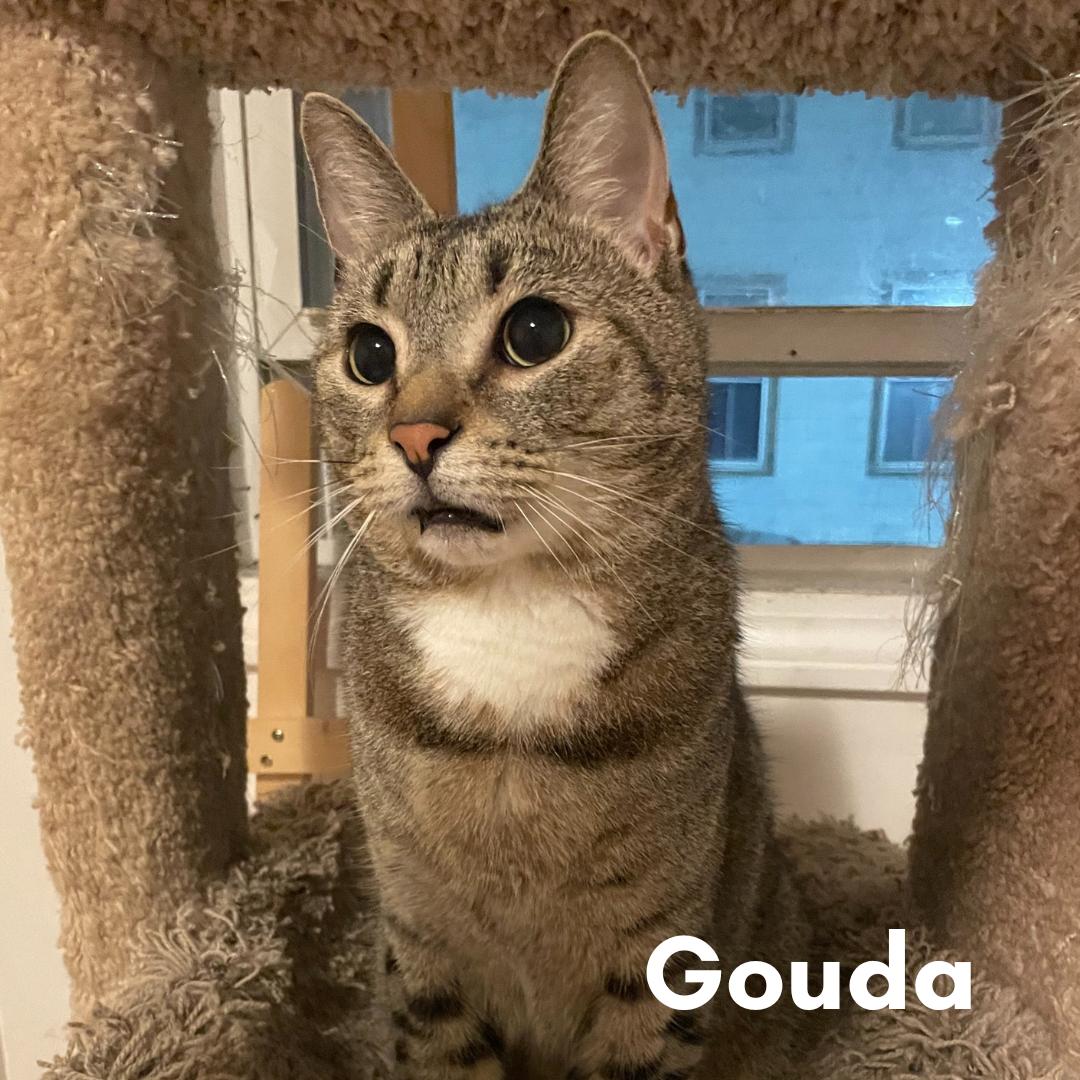 Gouda, a Adoptable Domestic Short Hair in New Haven, CT image 4/4