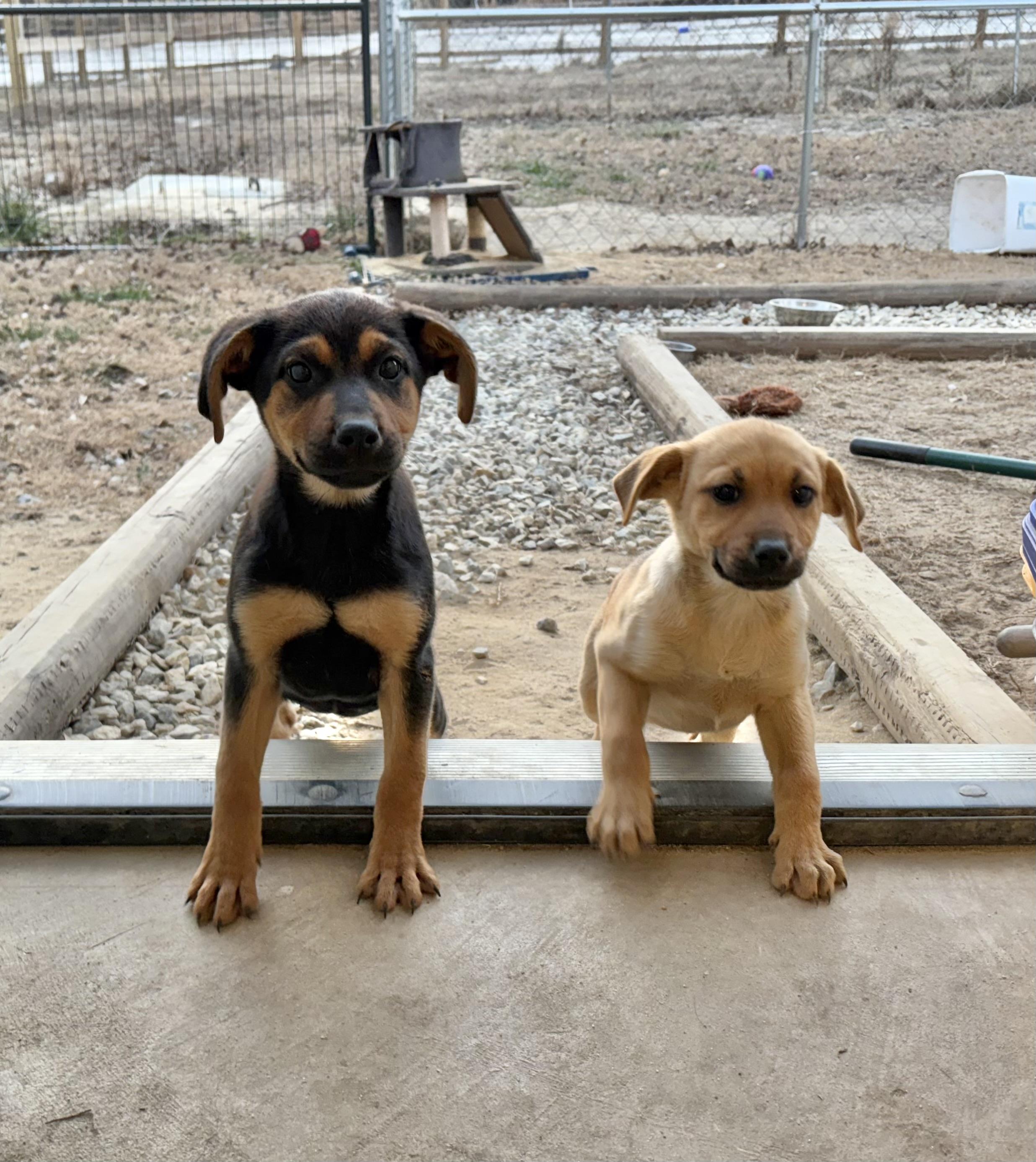 Arwin, Adoptable, Puppy Female Labrador Retriever & German Shepherd Dog.
