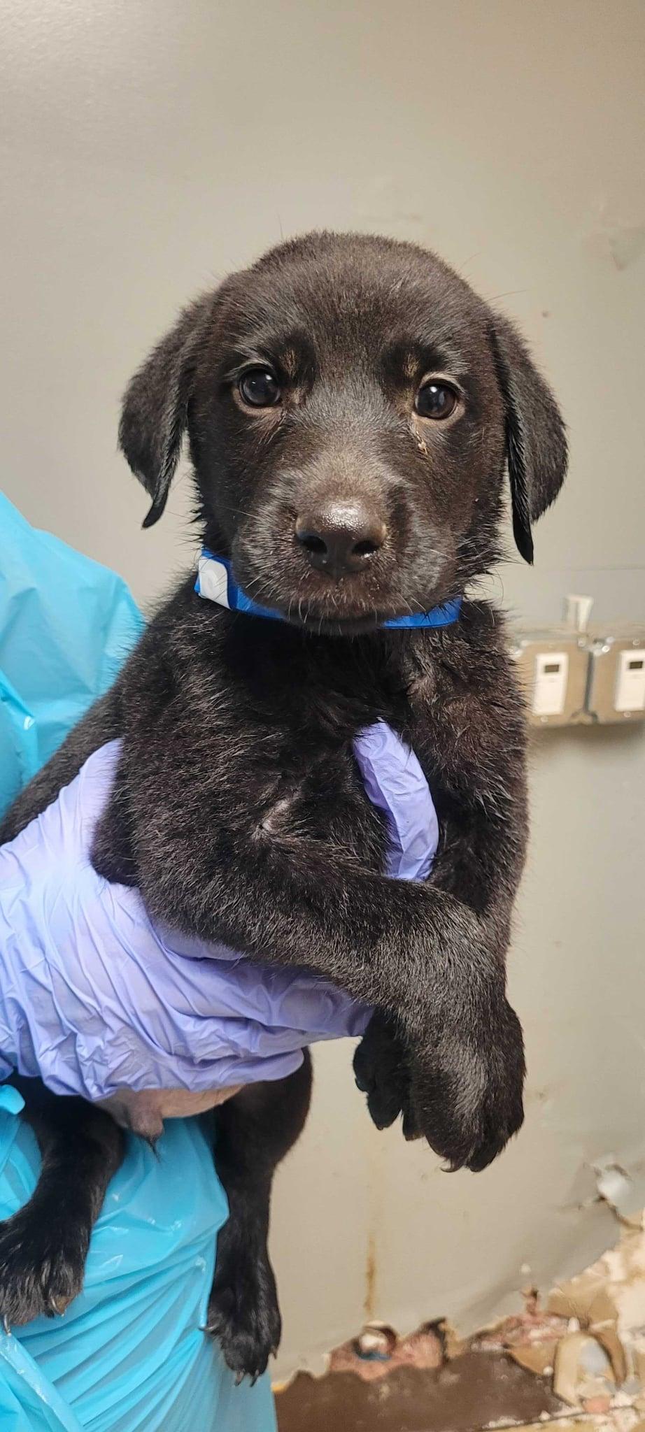 Frodo-Not Accepting Applications Yet!