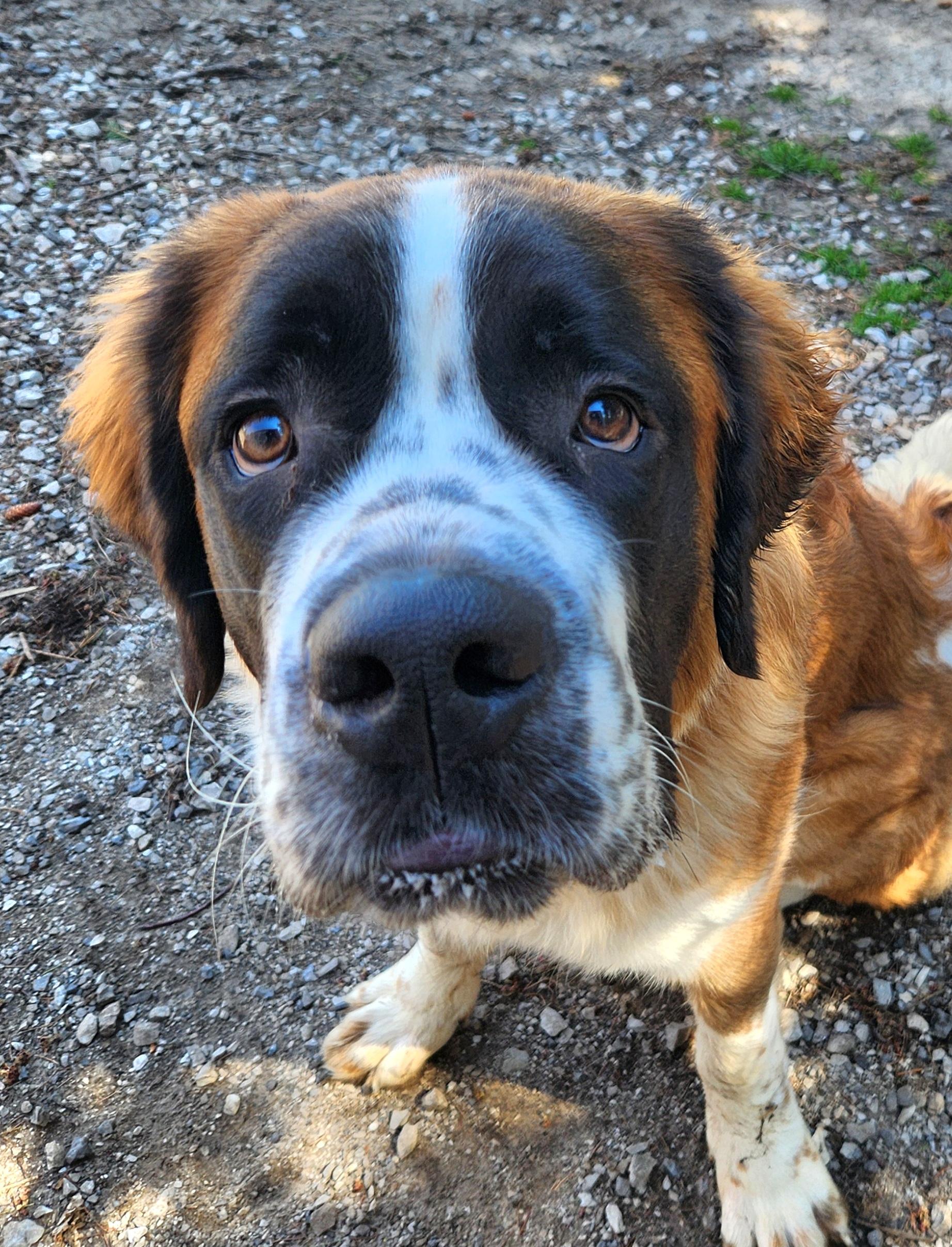 Enlarge Bernice, a ADOPTABLE Saint Bernard in Liberty Center, OH image 5/6