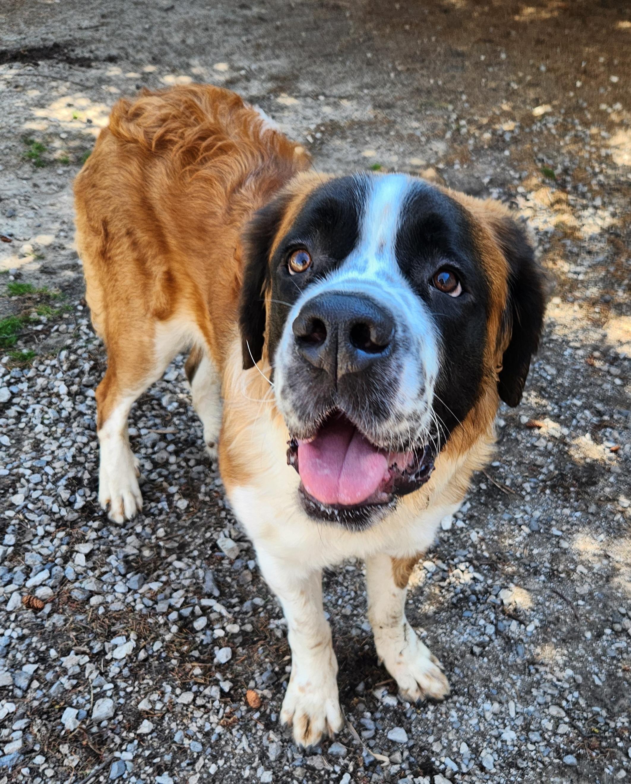 Enlarge Bernice, a ADOPTABLE Saint Bernard in Liberty Center, OH image 3/6