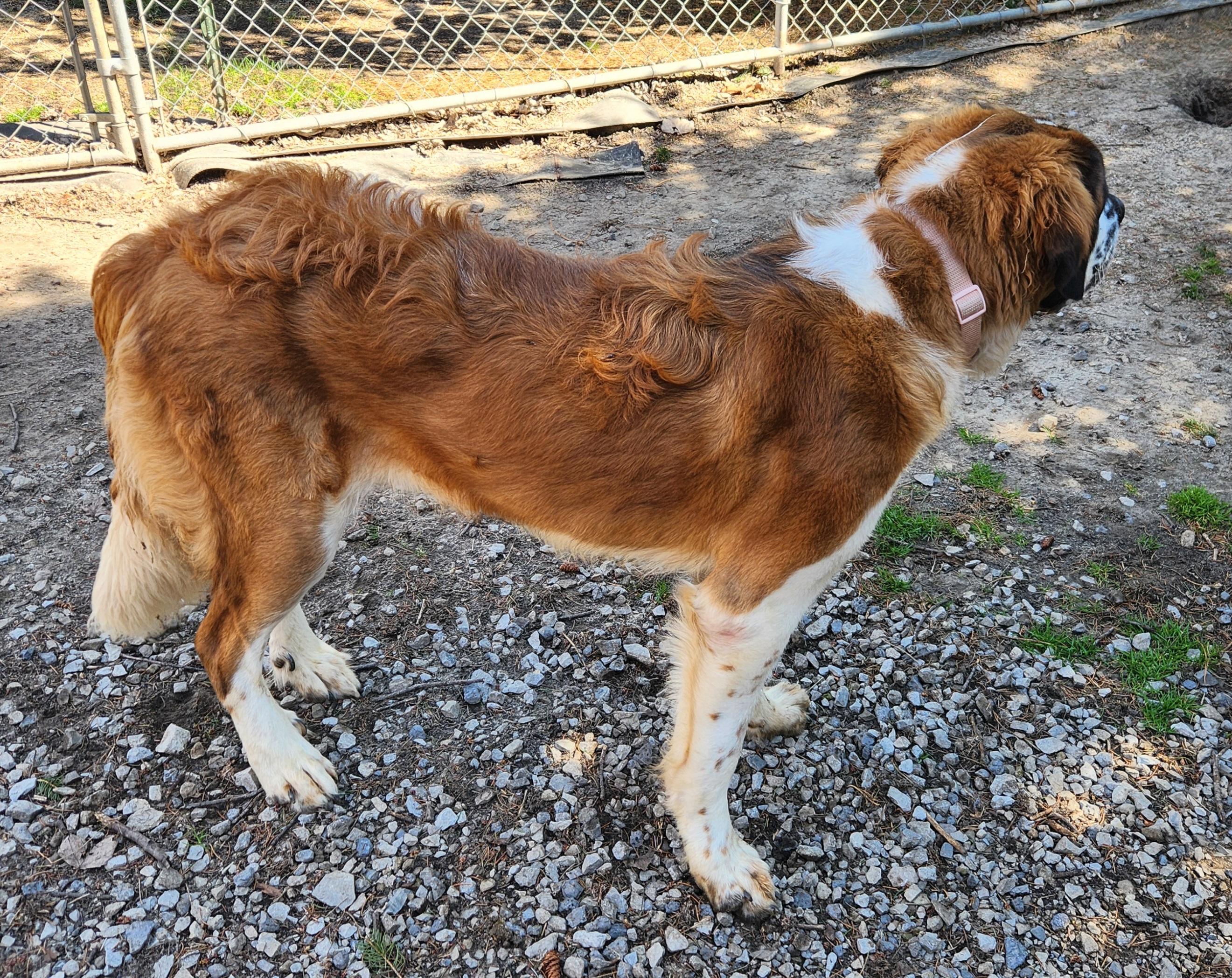 Enlarge Bernice, a ADOPTABLE Saint Bernard in Liberty Center, OH image 4/6