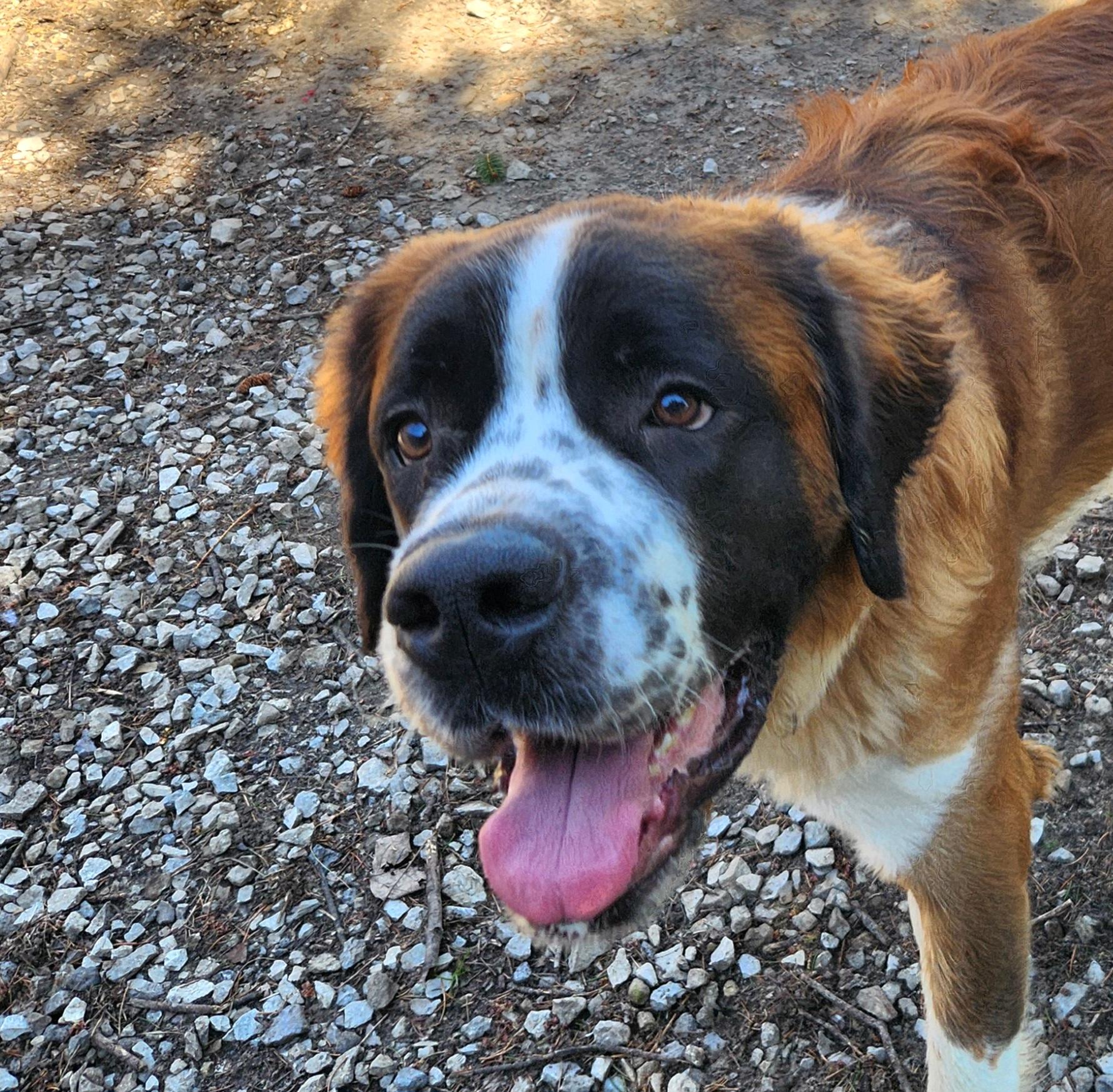 Enlarge Bernice, a ADOPTABLE Saint Bernard in Liberty Center, OH image 1/6