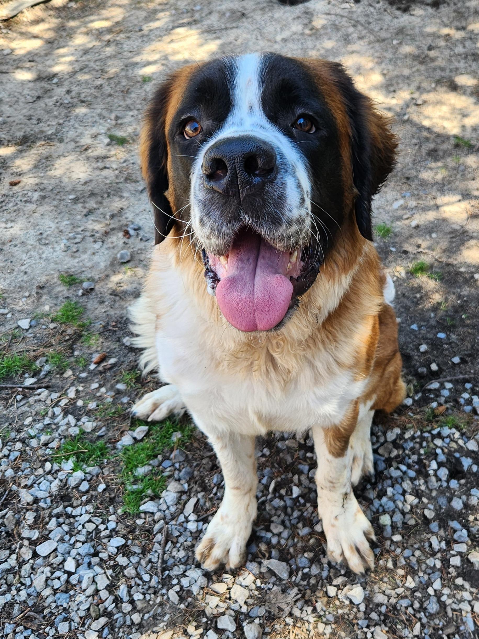 Enlarge Bernice, a ADOPTABLE Saint Bernard in Liberty Center, OH image 2/6