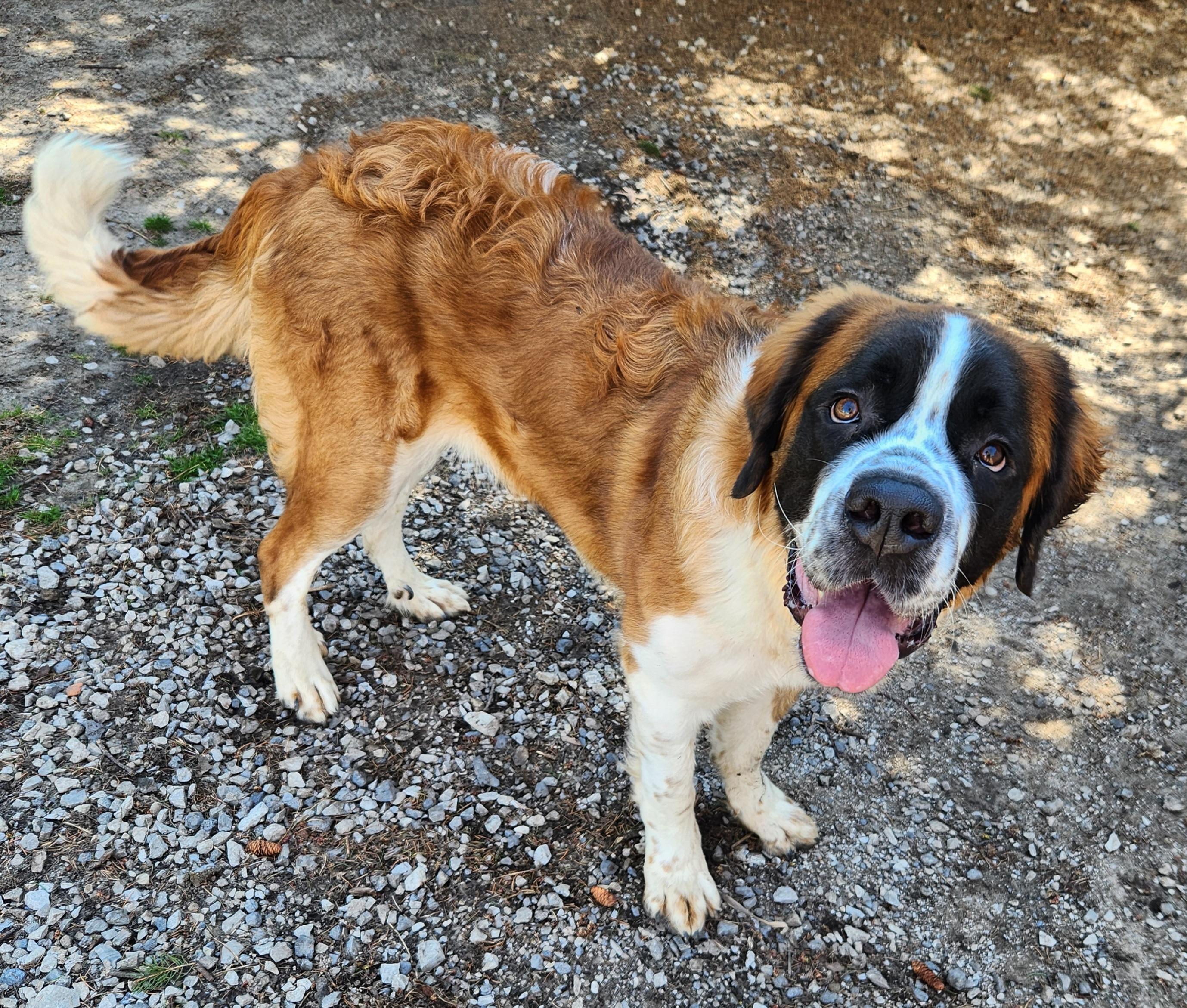 Enlarge Bernice, a ADOPTABLE Saint Bernard in Liberty Center, OH image 6/6