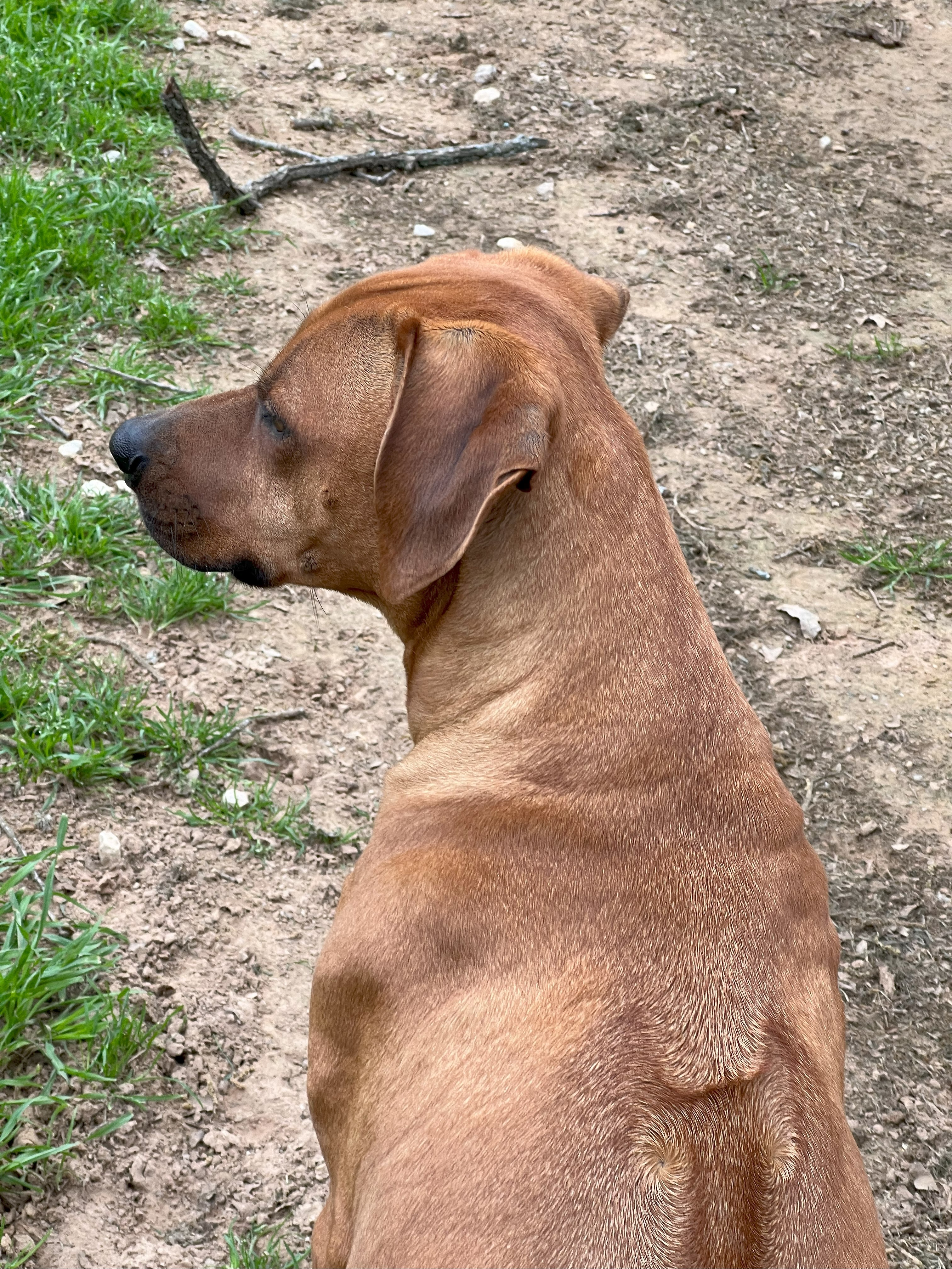 Enlarge Dexter, a Adoptable Rhodesian Ridgeback in Paradise, TX image 1/2