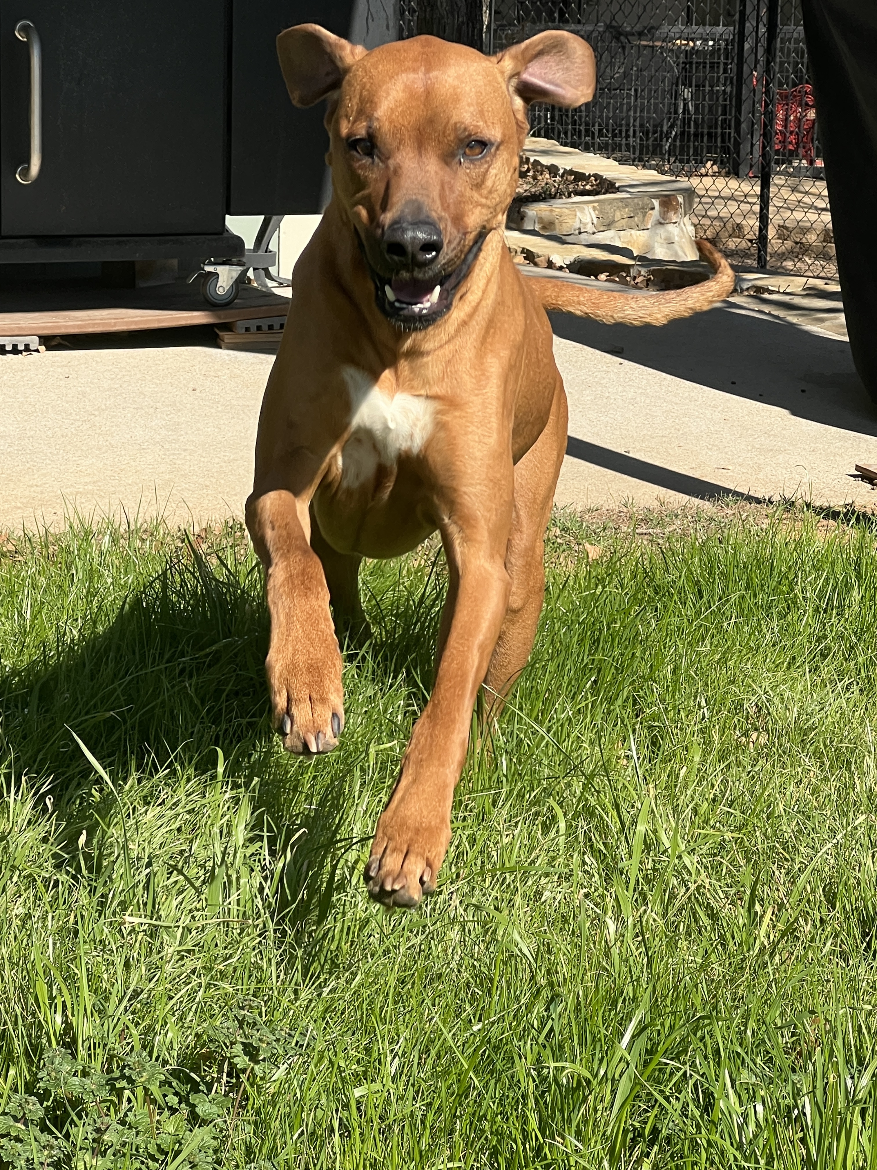 Enlarge Dexter, a Adoptable Rhodesian Ridgeback in Paradise, TX image 2/2