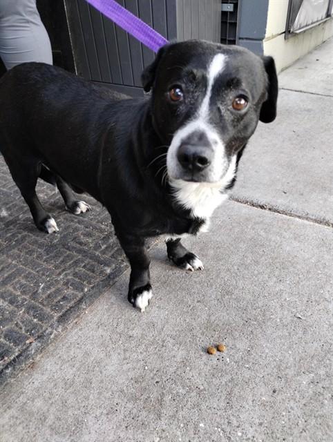BUD, Adoptable, Adult Male Basset Hound & Mixed Breed.