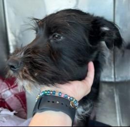 Bruno, Adoptable, Puppy Male Terrier.
