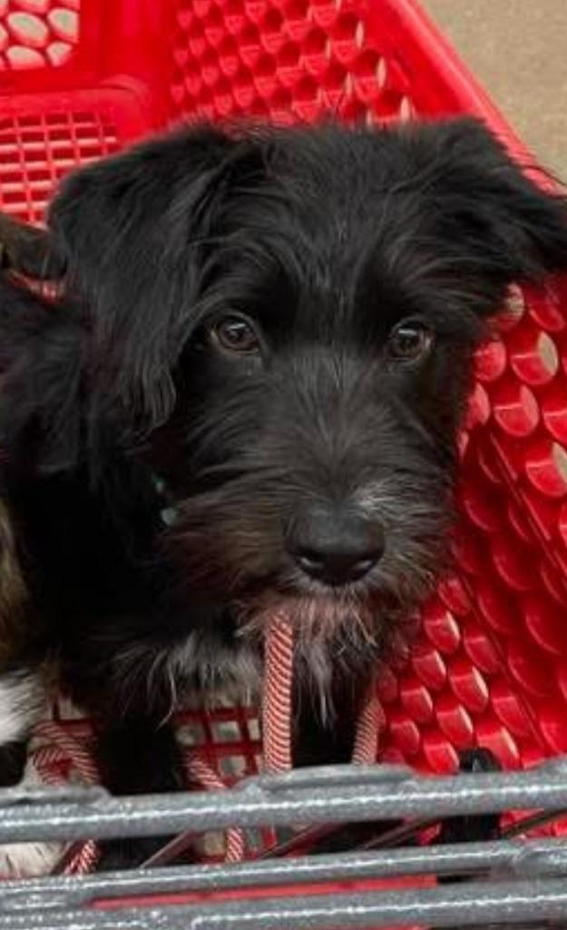 Enlarge Bruno, a Adoptable mixed breed in West Bloomfield, MI image 2/2