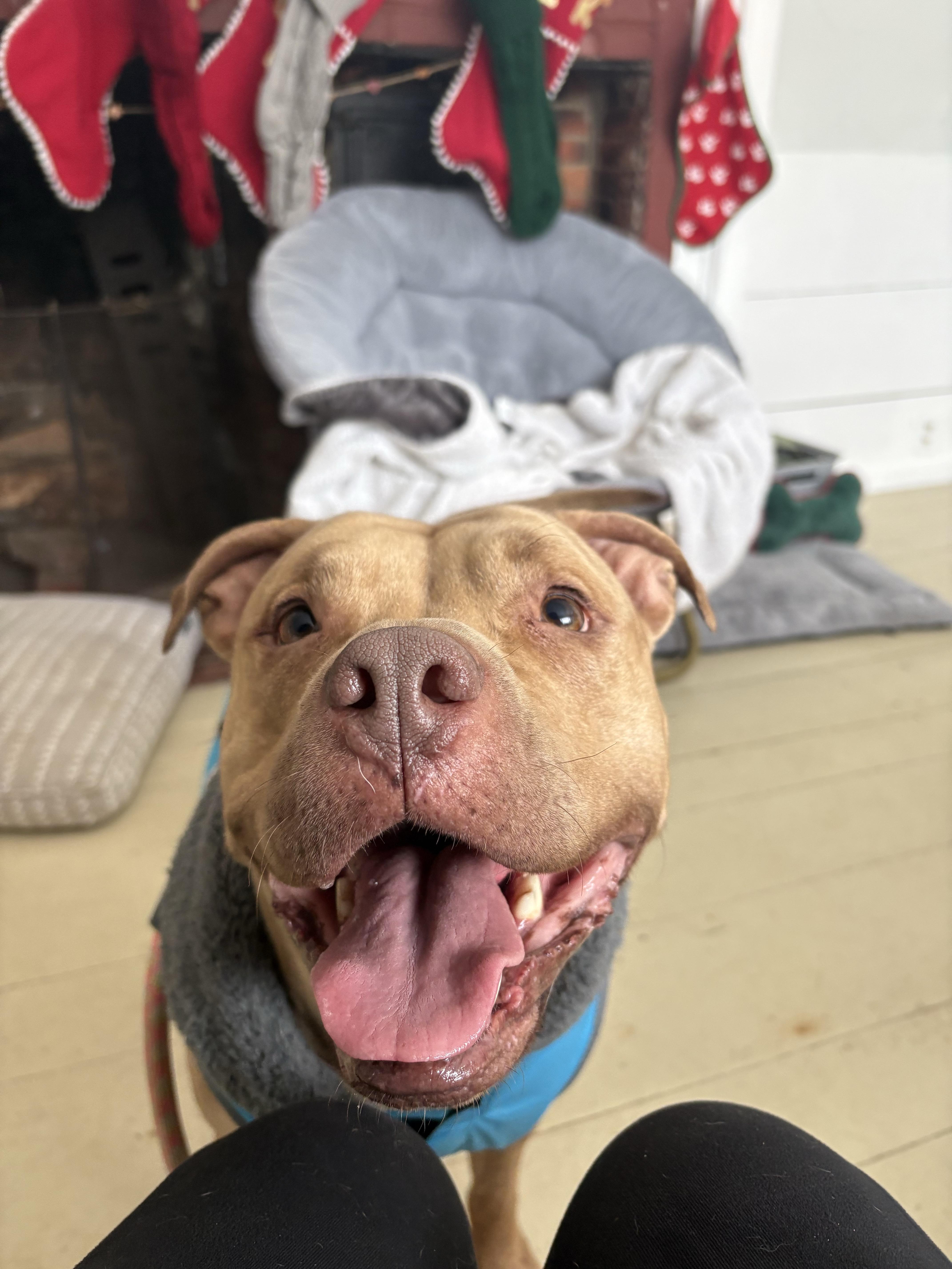 Enlarge Ellie, a ADOPTABLE mixed breed in New Boston, NH image 6/6