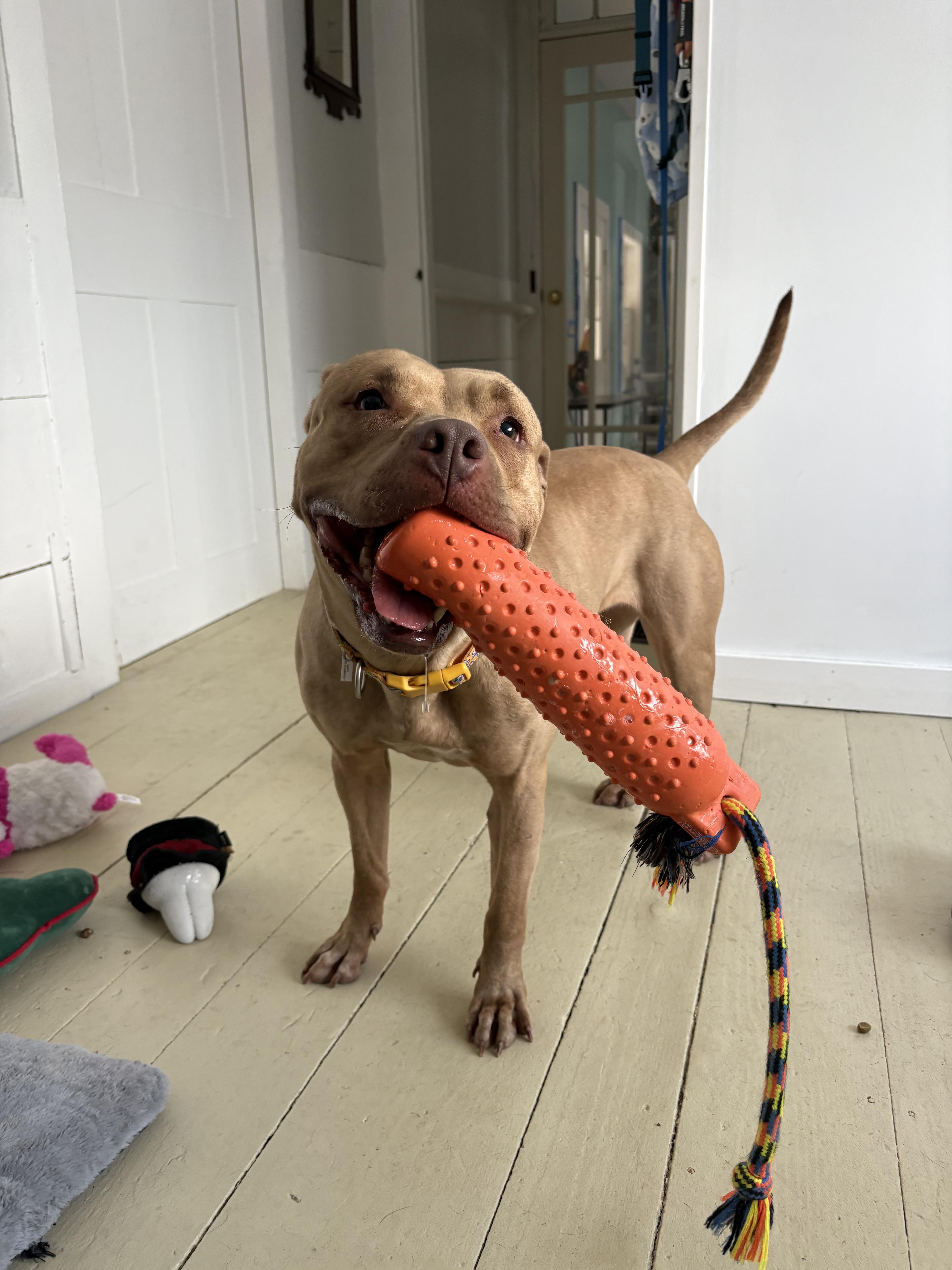 Enlarge Ellie, a ADOPTABLE mixed breed in New Boston, NH image 2/6