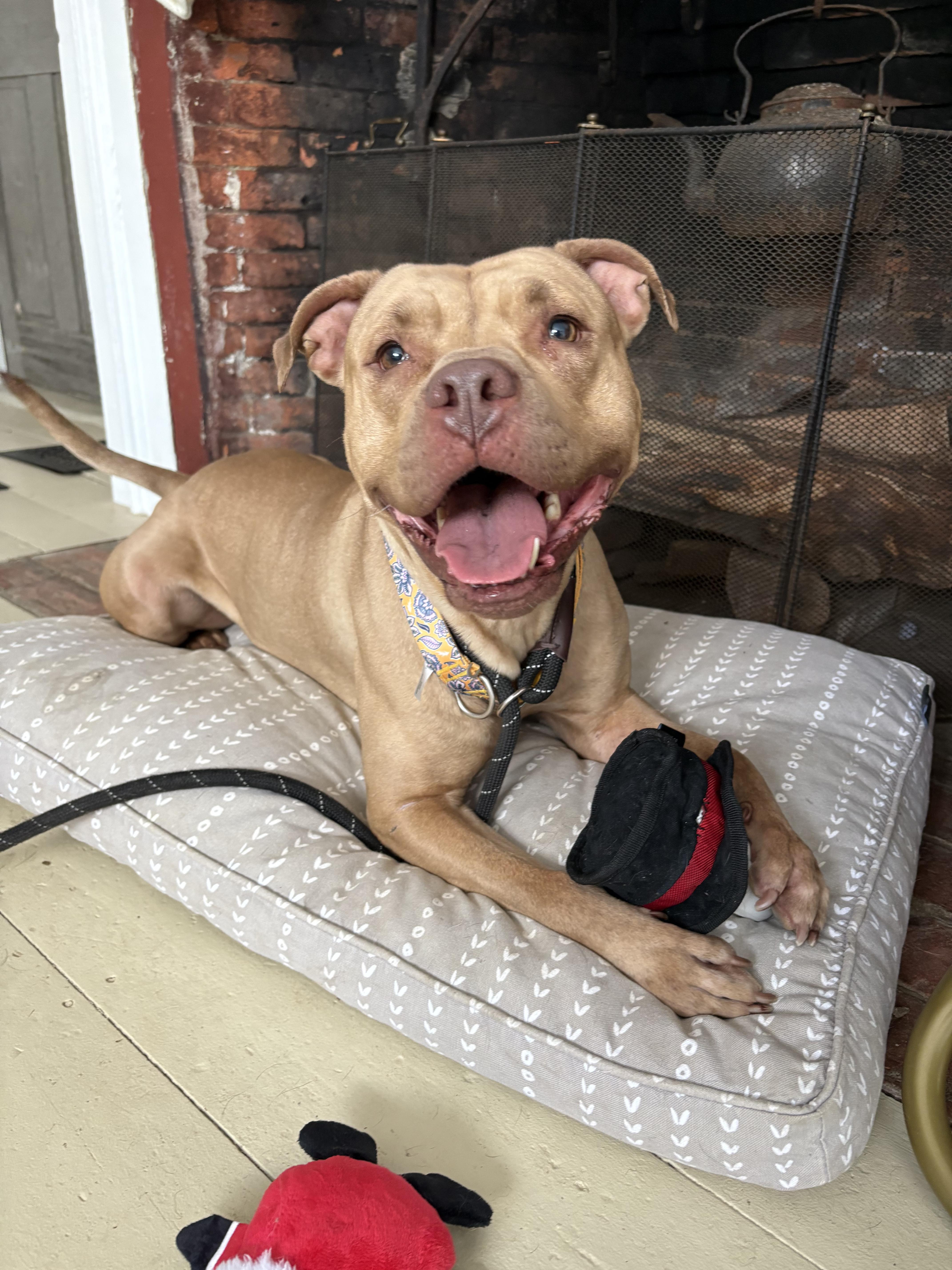 Enlarge Ellie, a ADOPTABLE mixed breed in New Boston, NH image 5/6