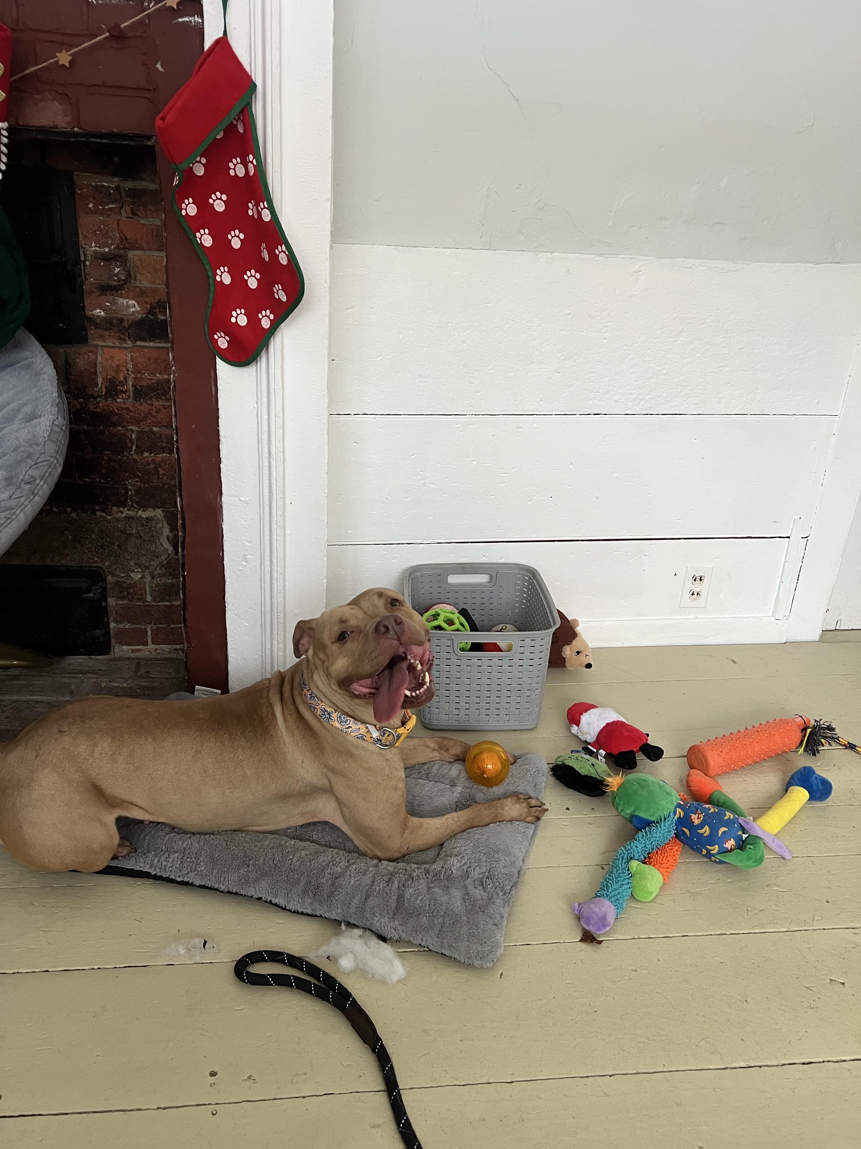 Enlarge Ellie, a ADOPTABLE mixed breed in New Boston, NH image 3/6