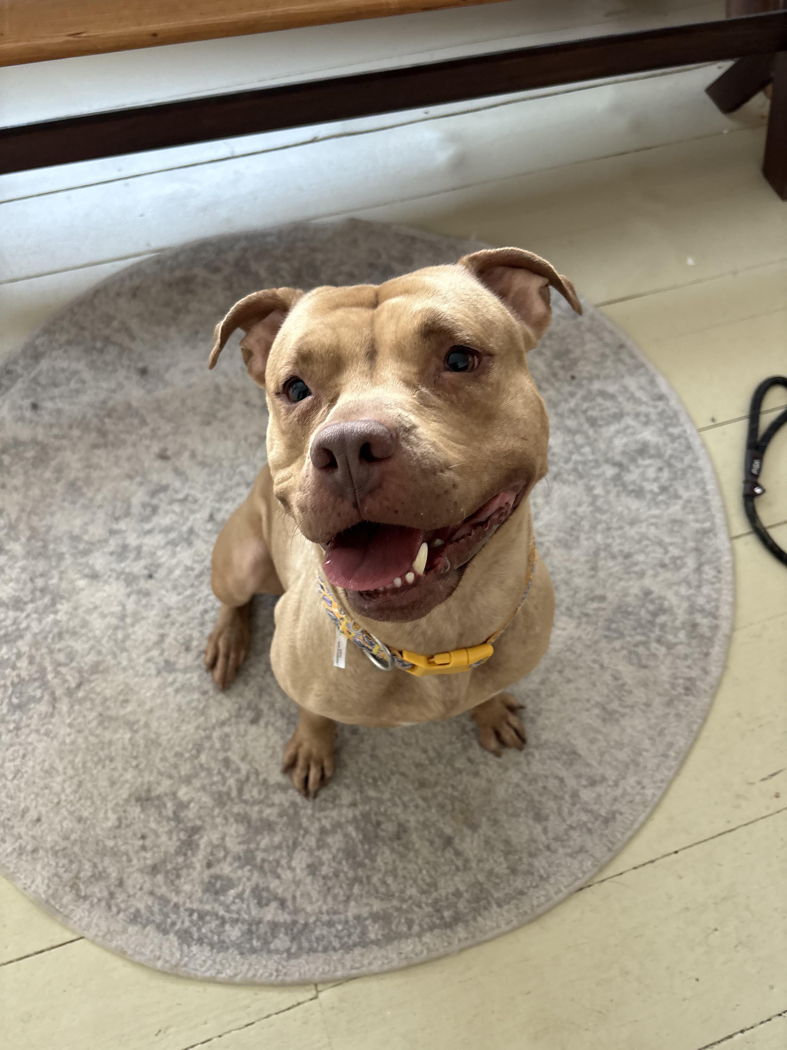Ellie, ADOPTABLE, Adult Female Pit Bull Terrier.