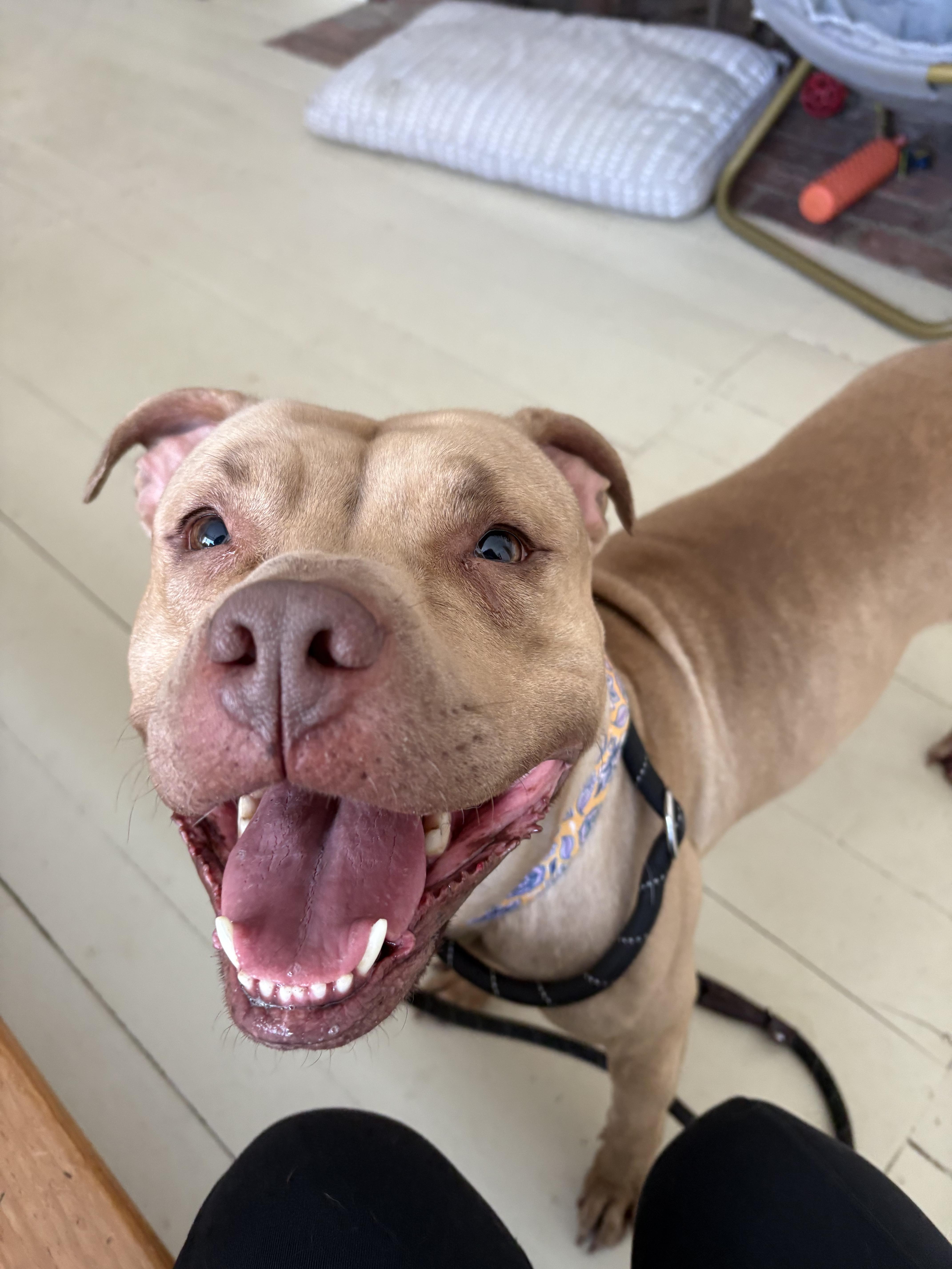 Enlarge Ellie, a ADOPTABLE mixed breed in New Boston, NH image 4/6