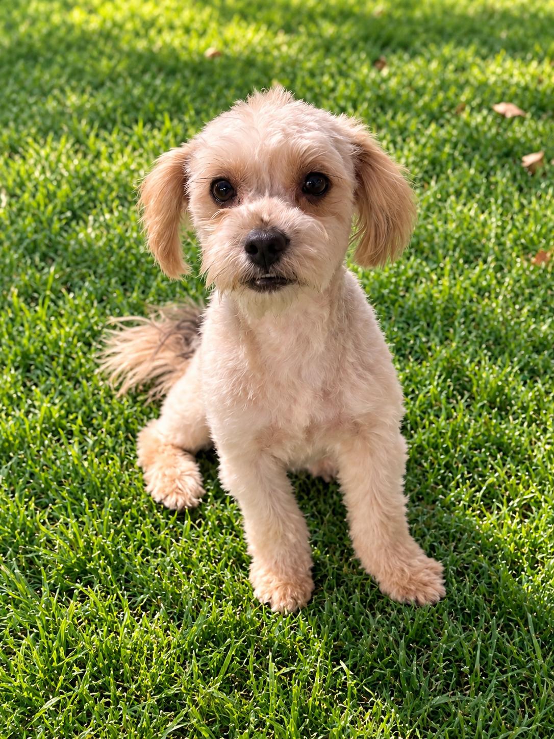 Enlarge Lillie Billie, a Adoptable Yorkie Poo in Georgetown , CA image 1/1