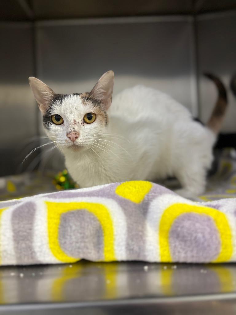 C074-26 Sunday, Adoptable, Young Female Domestic Short Hair.