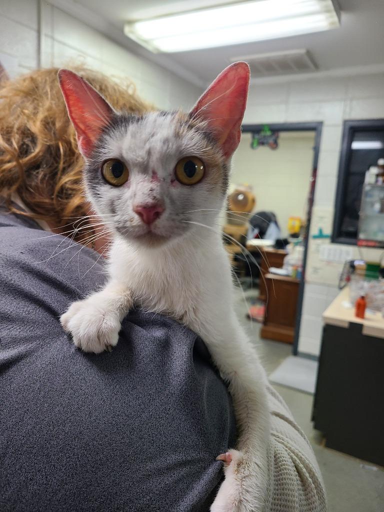 Enlarge C074-26 Sunday, a Adoptable mixed breed in Tifton, GA image 2/2