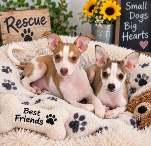 Riley and Ringo, Adopted, Puppy Male Rat Terrier.