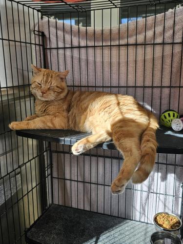 Shamrock, Adoptable, Adult Male Domestic Short Hair.