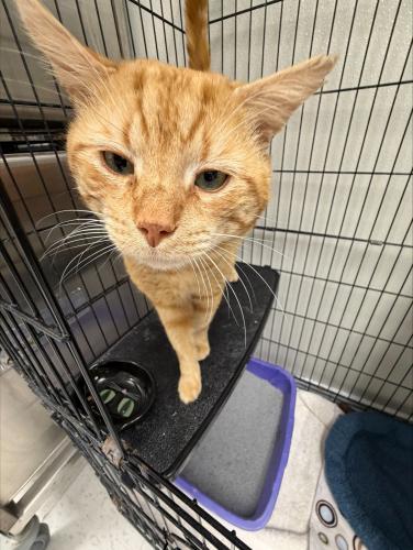 Shamrock, a Adoptable Domestic Short Hair in Webster, MA image 2/3