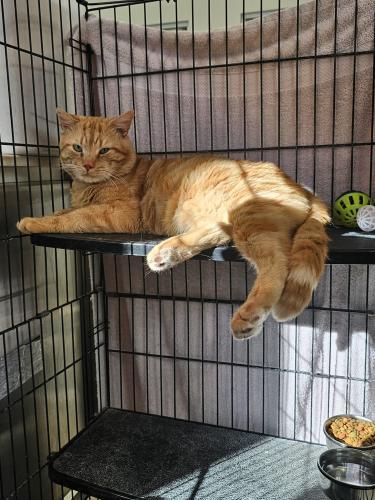 Shamrock, a Adoptable Domestic Short Hair in Webster, MA image 3/3
