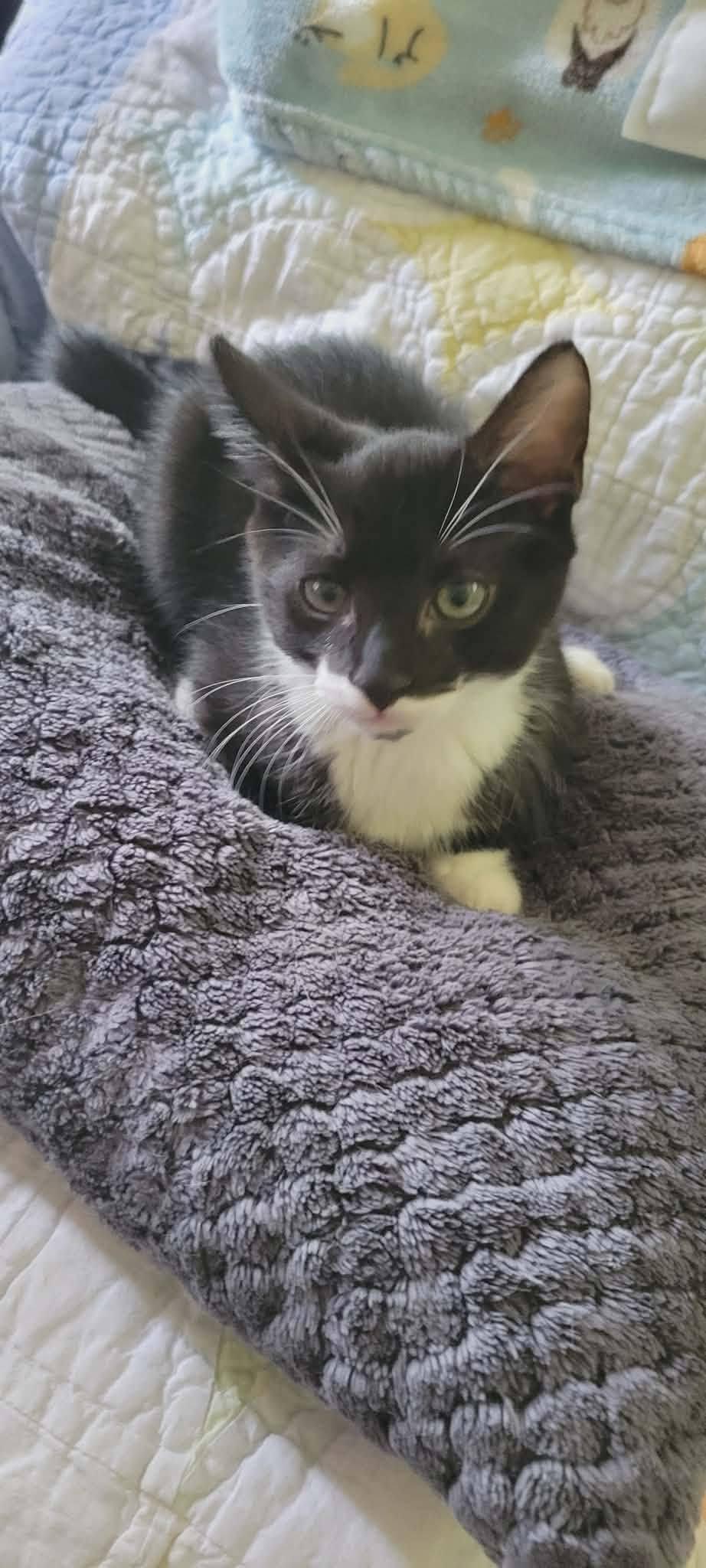 Enlarge Felix, a Adoptable American Shorthair in Roanoke, AL image 1/1