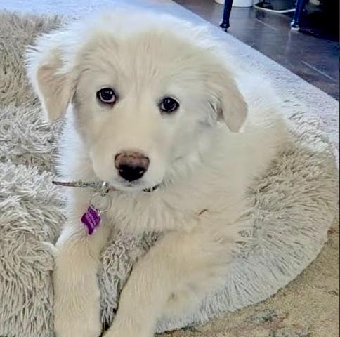 Enlarge Holly, a ADOPTABLE mixed breed in Mead, CO image 2/2