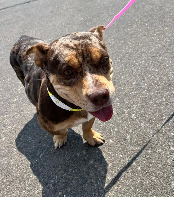 Enlarge Stori, a ADOPTABLE mixed breed in Littleton, CO image 4/4