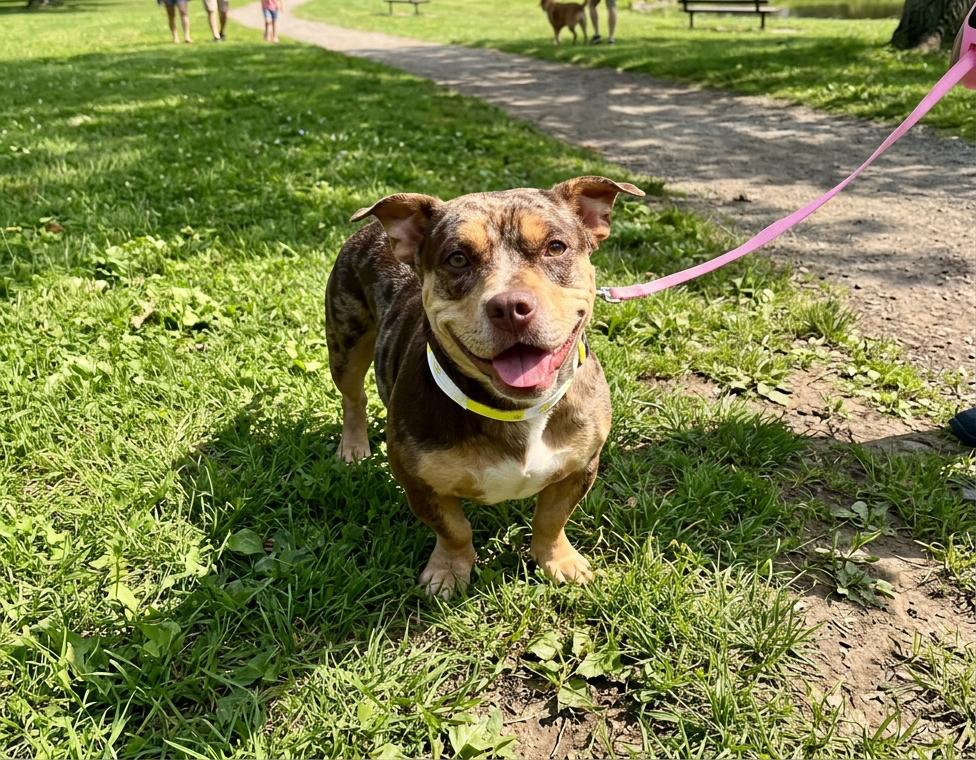 Stori, ADOPTABLE, Adult Female Pembroke Welsh Corgi.
