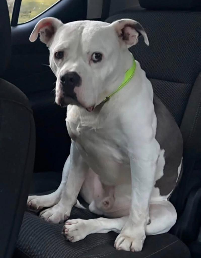 Mac, Adoptable, Adult Male Mixed Breed.