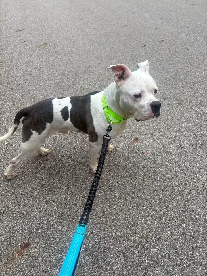 Enlarge Mac, a Adoptable mixed breed in Charlotte, MI image 2/6