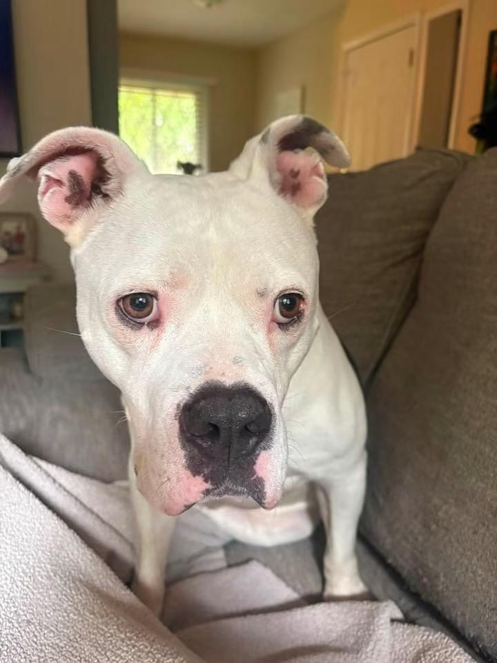 Enlarge Mac, a Adoptable mixed breed in Charlotte, MI image 4/6