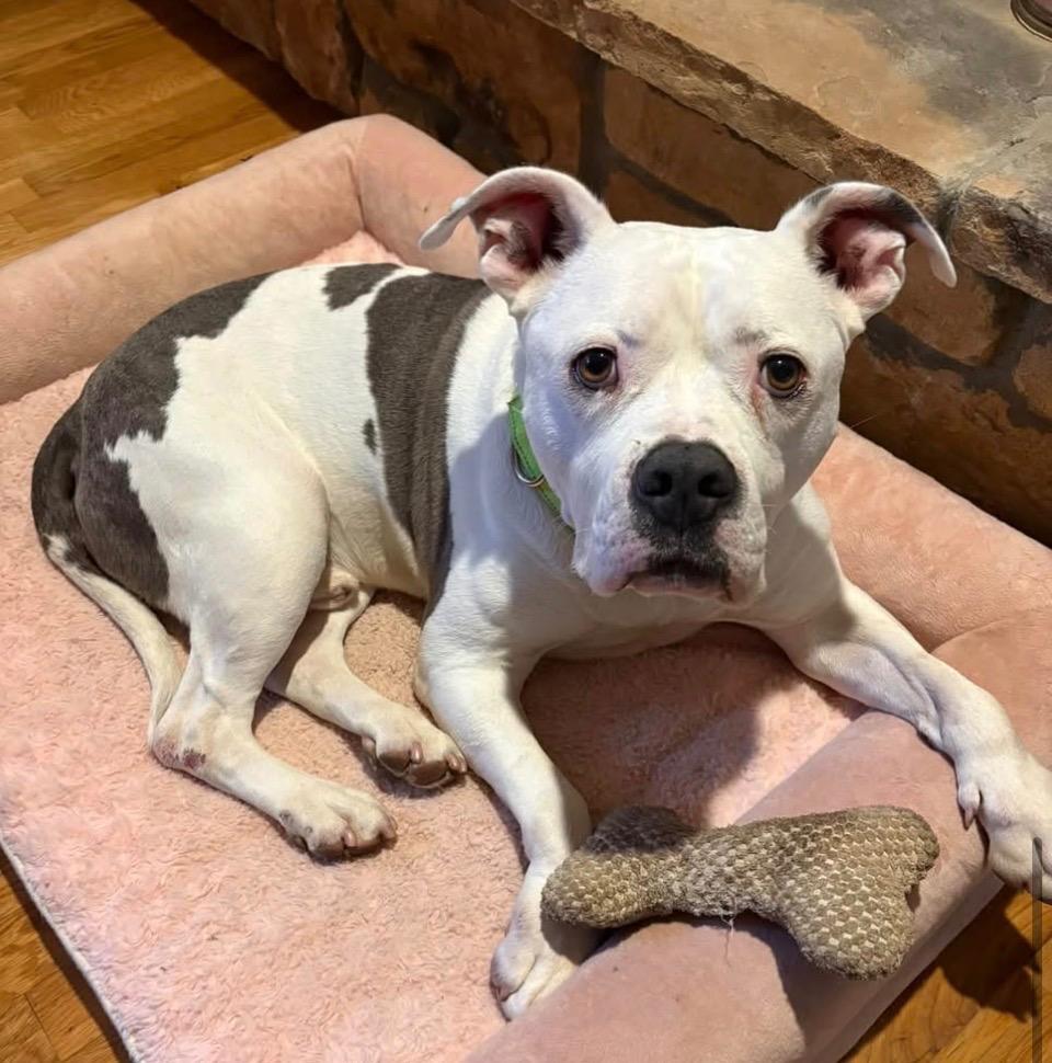 Enlarge Mac, a Adoptable mixed breed in Charlotte, MI image 5/6