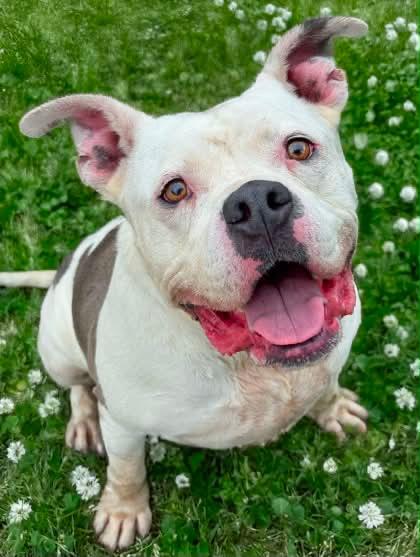 Enlarge Mac, a Adoptable mixed breed in Charlotte, MI image 6/6