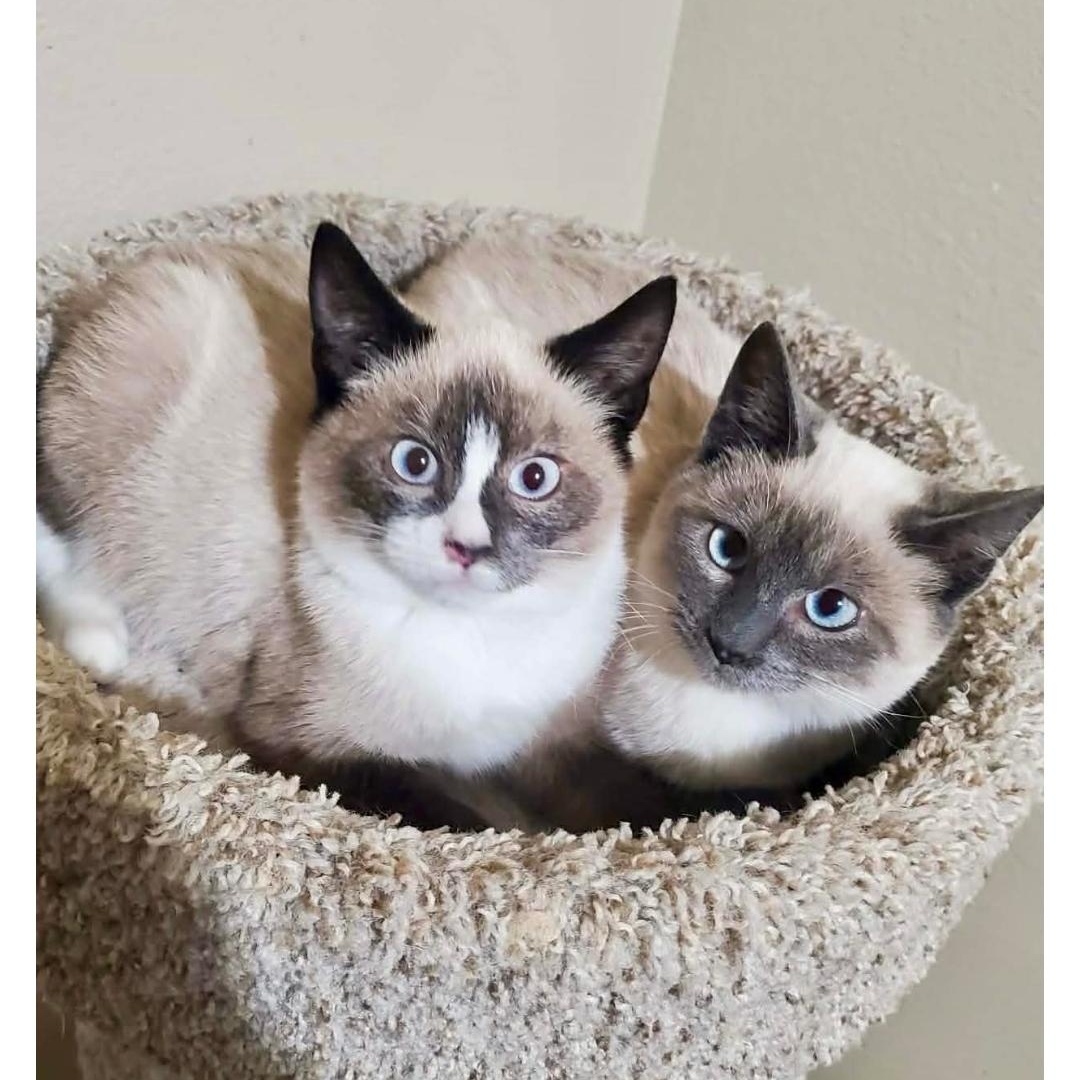 Enlarge Nova, a ADOPTABLE mixed breed in Sedalia, MO image 2/2