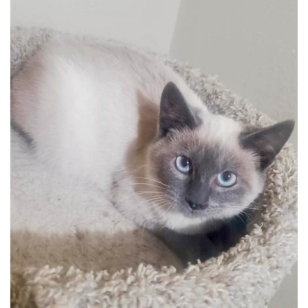 Nova, ADOPTABLE, Kitten Female Domestic Short Hair & Siamese.