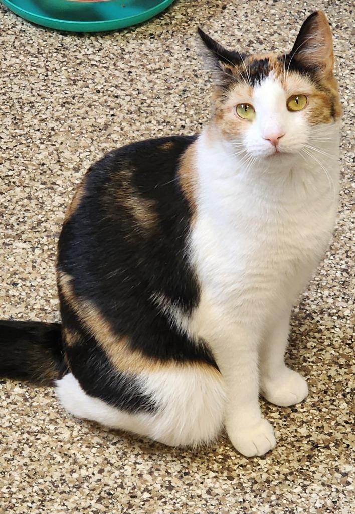 Cali, Adoptable, Adult Female Domestic Short Hair.